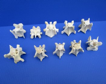 10 Wild Hog Neck Vertebrae Bones in Bulk 2 to 3-1/2 inches for $2.50 each