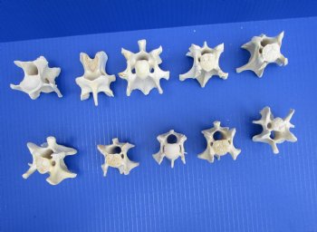 10 Wild Hog Neck Vertebrae Bones in Bulk 2 to 3-1/2 inches for $2.50 each
