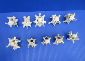 10 Wild Hog Neck Vertebrae Bones in Bulk 2 to 3-1/2 inches for $2.50 each