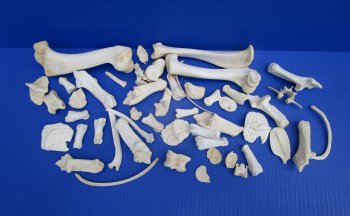 50 Assorted Animal Bones 1/2 to 6-1/2 inches for .53 each