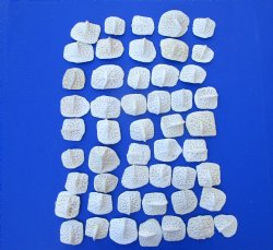 50 Bulk Alligator O...