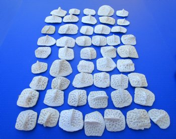 50 Bulk Alligator Osteoderm (Scoots), 2"-2-7/8" - Buy these 50 Discount Priced $2.10 each