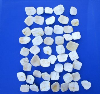 50 Bulk Alligator Osteoderm (Scoots), 2"-2-7/8" - Buy these 50 Discount Priced $2.10 each