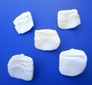 Real Alligator Osteoderm Bones, Gator Scoots (2 - 2-7/8) - Buy these 5 @ $3.50 each