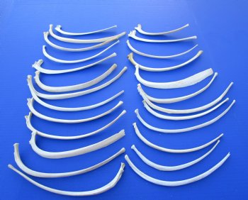 25 Wild Hog Rib Bones for crafts - .90 each