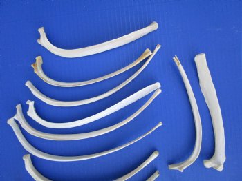 20 Wild Hog Rib Bones for crafts, 9-1/2 to 12 inches - Buy these for $.90 each