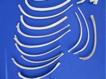 20 Wild Hog Rib Bones for crafts, 9-1/2 to 12 inches - Buy these for $.90 each