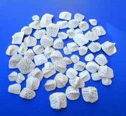 Wholesale Alligator...