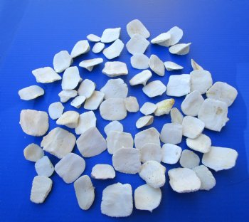 Wholesale Alligator Osteoderm Bones, Scoots (1 - 2) - Buy these 65 @ $1.50 each