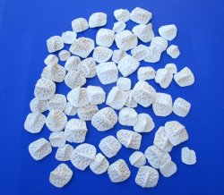 Wholesale Alligator...