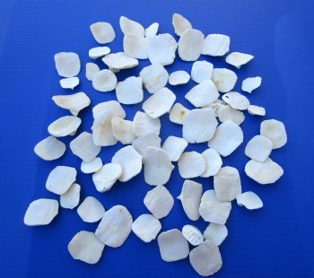 Wholesale Alligator Osteoderm Bones, Scoots (1 - 2) - Buy these 65 @ $1.50 each