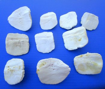 Real Alligator Osteoderm Bones, Gator Scoots (2 - 2-7/8) - Buy these 10 @ $3.50 each