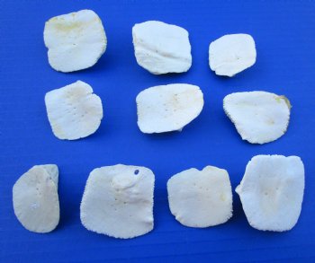Real Alligator Osteoderm Bones, Scoots (1 - 2) - Buy these 10 @ $2.50 each