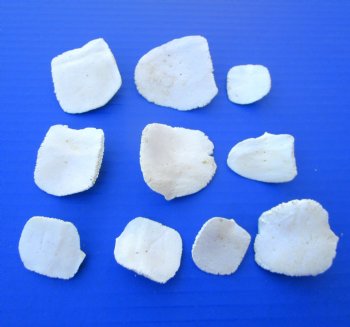 Real Alligator Osteoderm Bones, Scoots (1 - 2) - Buy these 10 @ $2.50 each