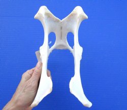 9-1/2 inches Whitetail Deer Pelvis Bone for $14.99