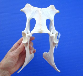 9-1/2 inches Whitetail Deer Pelvis Bone for $14.99