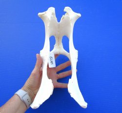 11-1/4 inches Whitetail Deer Pelvis Bone (missing piece of bone) for $11.99