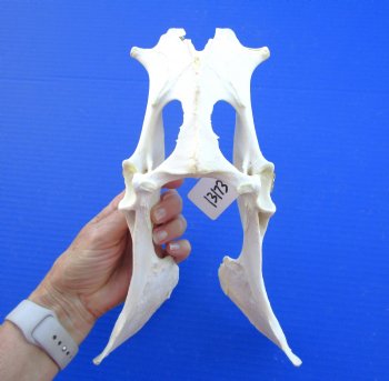 11-1/4 inches Whitetail Deer Pelvis Bone (missing piece of bone) for $11.99