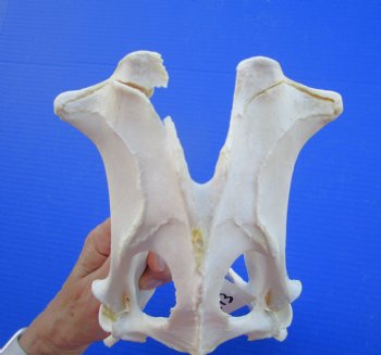 11-1/4 inches Whitetail Deer Pelvis Bone (missing piece of bone) for $11.99