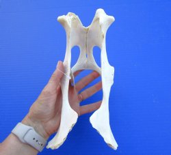 9-3/4 inches Authentic Whitetail Deer Pelvis Bone for $14.99