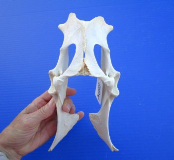9-3/4 inches Authentic Whitetail Deer Pelvis Bone for $14.99