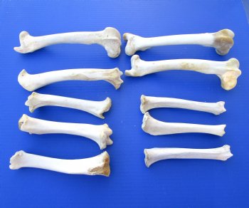 5 Whitetail Deer Leg Bones 6 to 9-1/4 inches - SALE $3 each