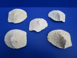 Five Large Alligator Osteoderm Bones, Gator Scutes 3-1/2 to 4-1/8 inches - Buy these for $5.each