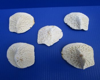 Five Large Alligator Osteoderm Bones, Gator Scutes 3-1/2 to 4-1/8 inches - Buy these for $5.each