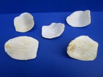 Five Large Alligator Osteoderm Bones, Gator Scutes 3-1/2 to 4-1/8 inches - Buy these for $5.each