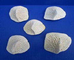 Five X-Large Alligator Osteoderm Bones, Gator Scutes 3-1/2 to 4-1/8 inches - Buy these for $5.50 each