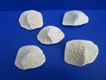 Five X-Large Alligator Osteoderm Bones, Gator Scutes 3-1/2 to 4-1/8 inches - Buy these for $5.50 each