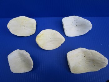 Five X-Large Alligator Osteoderm Bones, Gator Scutes 3-1/2 to 4-1/8 inches - Buy these for $5.50 each