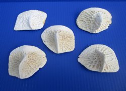 Five Large Alligator Osteoderm Bones, Gator Scutes 3-1/8 to 3-1/2 inches - Buy these for $5 each