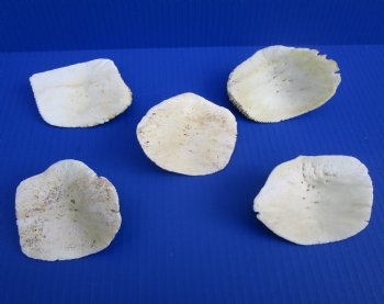 Five Large Alligator Osteoderm Bones, Gator Scutes 3-1/8 to 3-1/2 inches - Buy these for $5 each