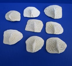 8 Large Alligator Osteoderm Bones, Gator Scutes 3-1/8 to 3-1/2 inches - Buy these for $5 each