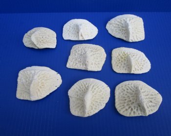 8 Large Alligator Osteoderm Bones, Gator Scutes 3-1/8 to 3-1/2 inches - Buy these for $5 each