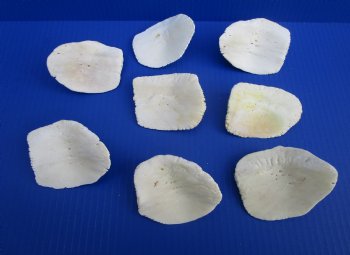 8 Large Alligator Osteoderm Bones, Gator Scutes 3-1/8 to 3-1/2 inches - Buy these for $5 each