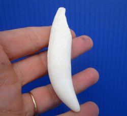 Large Authentic Alligator Tooth (3.25") Authentic Gator Tooth for Jewelry & Crafts - $24.99