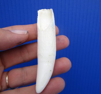 Large Authentic Alligator Tooth (3.25") Authentic Gator Tooth for Jewelry & Crafts - $24.99