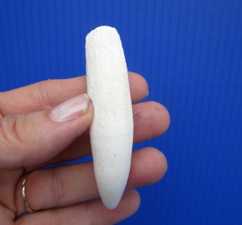 Large Authentic Alligator Tooth (3.25") Authentic Gator Tooth for Jewelry & Crafts - $24.99