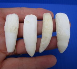 Real Alligator Teeth (4-Pack), 1.5 to 1.8" Authentic Gator Teeth for Jewelry & Crafts - 4 @ $6 each