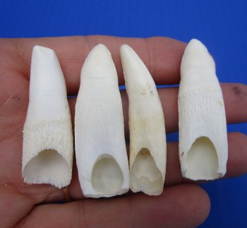 Real Alligator Teeth (4-Pack), 1.5 to 1.8" Authentic Gator Teeth for Jewelry & Crafts - 4 @ $6 each