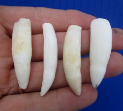 Real Alligator Teeth (4-Pack), 1.5 to 1.8" Authentic Gator Teeth for Jewelry & Crafts - 4 @ $6 each