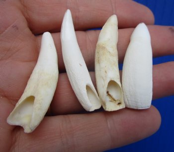 Real Alligator Teeth (4-Pack), 1.5 to 1.8" Authentic Gator Teeth for Jewelry & Crafts - 4 @ $6 each