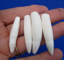 Real Alligator Teeth (4-Pack), 1.5 to 1.8" Authentic Gator Teeth for Jewelry & Crafts - 4 @ $6 each