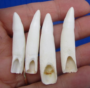 Real Alligator Teeth (4-Pack), 1.5 to 1.8" Authentic Gator Teeth for Jewelry & Crafts - 4 @ $6 each