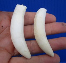Real Alligator Teeth (2-Pack),2-5/8", 2-3/4" Authentic Gator Teeth for Jewelry & Crafts - 2 @ $14 each