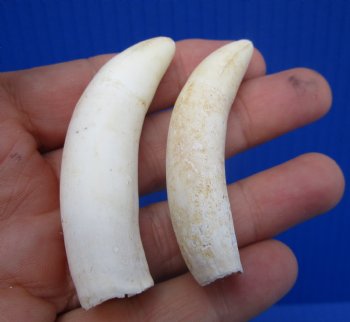 Real Alligator Teeth (2-Pack),2-5/8", 2-3/4" Authentic Gator Teeth for Jewelry & Crafts - 2 @ $14 each