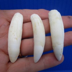 Real Alligator Teeth (3-Pack), 2-3/8", 2-1/4", 2-1/4" Authentic Gator Teeth for Jewelry & Crafts - 3 @ $10 each