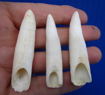 Real Alligator Teeth (3-Pack), 2-3/8", 2-1/4", 2-1/4" Authentic Gator Teeth for Jewelry & Crafts - 3 @ $10 each